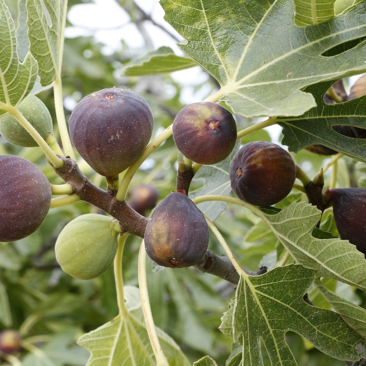 Olive Leaf and Fig