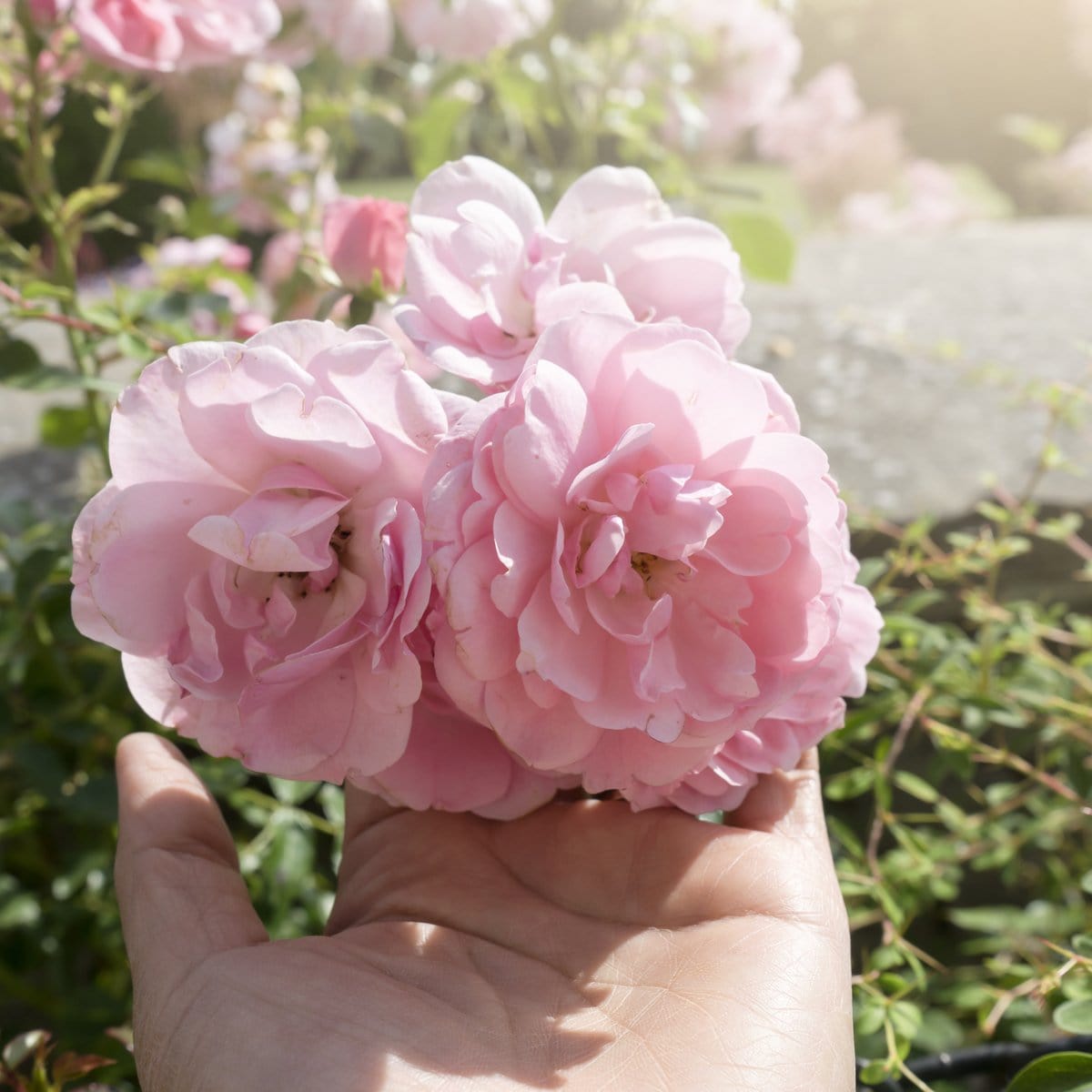 English Rose Garden